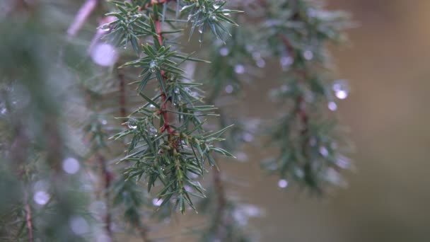 Gouttes de pluie sur les aiguilles — Video