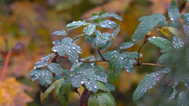 Капли дождя в листве — стоковое видео