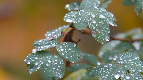 雨点落在树叶上 — 图库视频影像