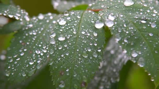 Gotas de lluvia en el follaje — Vídeo de stock