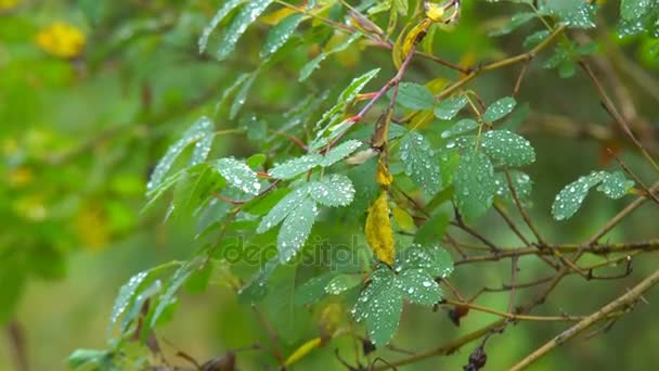 雨点落在树叶上 — 图库视频影像