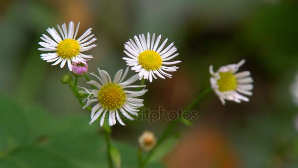 Flowers Red Daisies — Stock Video