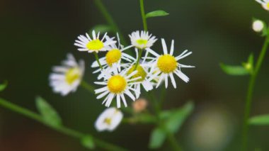 Çiçekler kırmızı papatya