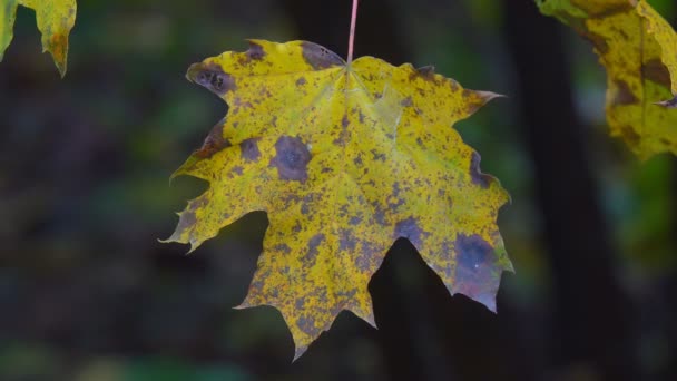 Bäume des Herbstparks — Stockvideo