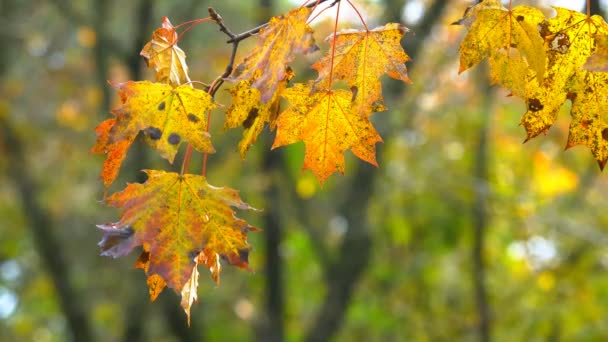 Деревья Осеннего парка — стоковое видео