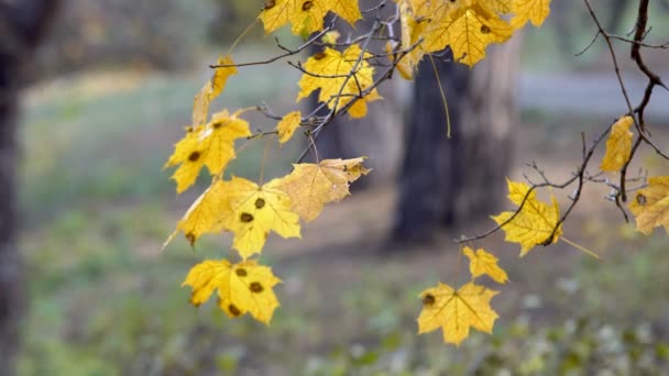 Herfst landschap planten — Stockvideo