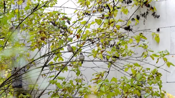 Podzimní krajina rostliny — Stock video