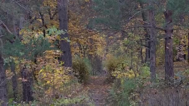 Herbstliche Landschaftspflanzen — Stockvideo