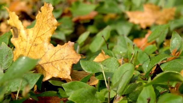 Plantas de paisaje otoñal — Vídeos de Stock