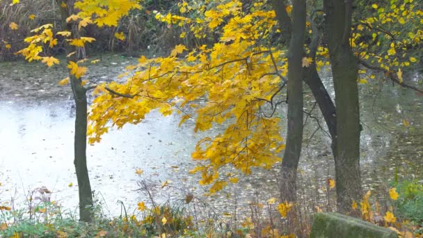 Autumn Landscape Plants — Stock Video