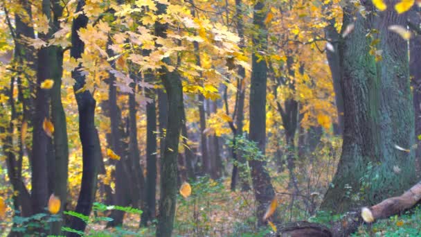 Outono Plantas de paisagem — Vídeo de Stock