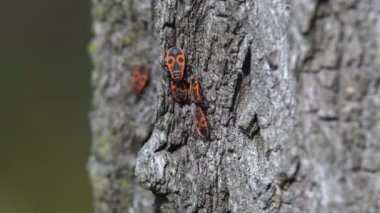 Yaprağın üzerinde uğur böceği