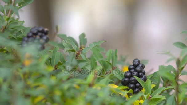 Herbstliche Landschaftspflanzen — Stockvideo