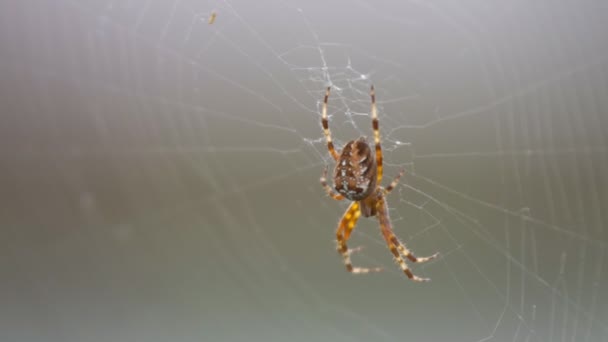 Eine große pelzige Spinne mit schönem Muster — Stockvideo