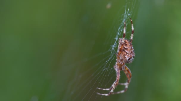 A large furry spider, with a beautiful pattern — Stock Video