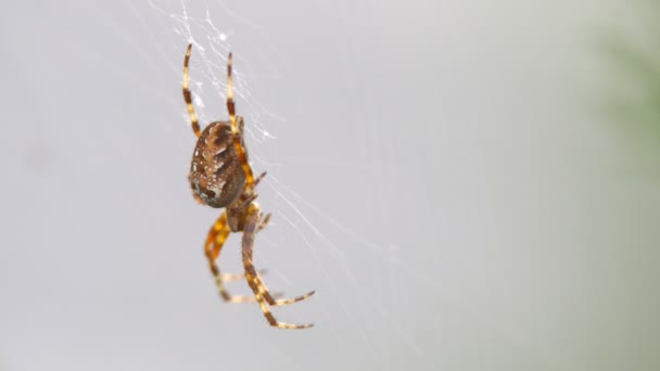 Eine große pelzige Spinne mit schönem Muster — Stockvideo