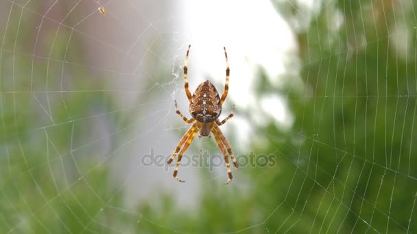 Uma grande aranha peluda, com um belo padrão — Vídeo de Stock