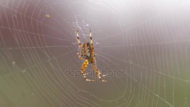 Большой пушистый паук с красивым рисунком — стоковое видео