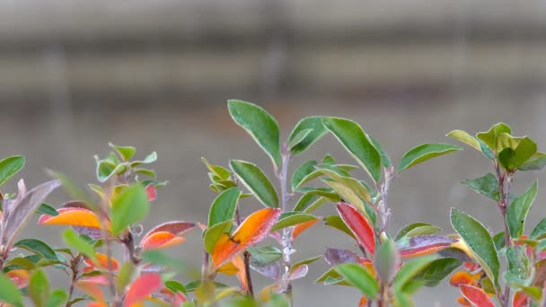 Şelalenin yakınındaki sonbahar yaprakları — Stok video
