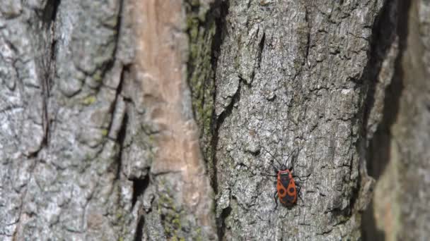 Ladybird on a leaf — Stock Video