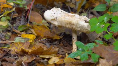 Sonbahar mantar görünümü