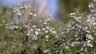 Çiçek papatya alanında