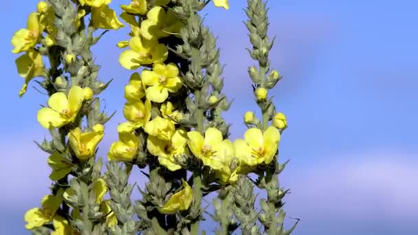 Жовті польові квіти — стокове відео