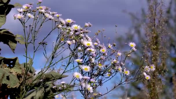 Λουλούδια μαργαρίτες στο πεδίο — Αρχείο Βίντεο