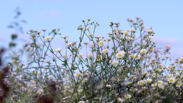 Blommor prästkragar i fältet — Stockvideo