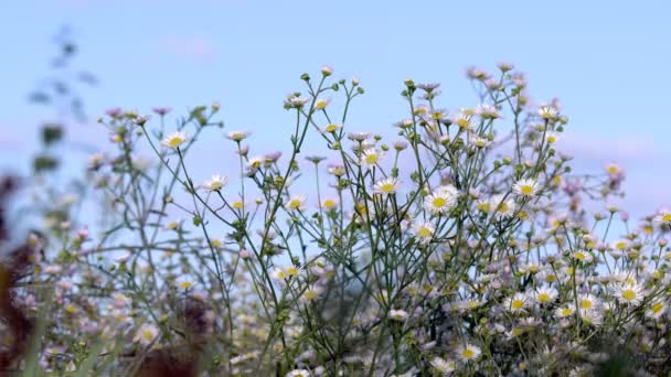 Flores Margaridas no campo — Vídeo de Stock