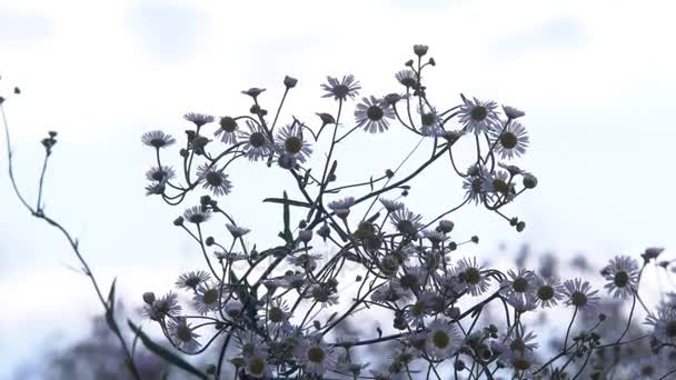 フィールドの花のヒナギク — ストック動画