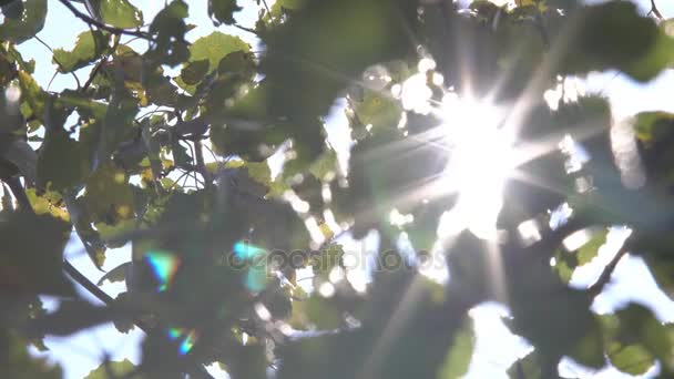 Raios solares através das árvores — Vídeo de Stock