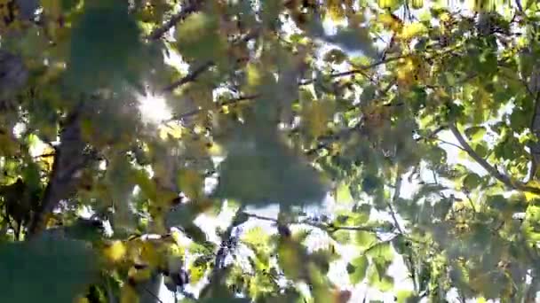Rayons solaires à travers les arbres — Video