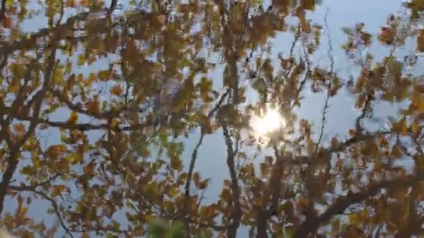 Der Baum spiegelt sich im See — Stockvideo