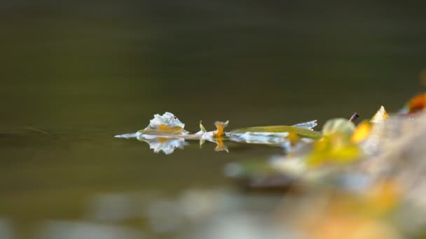 Listy na břehu rybníka — Stock video