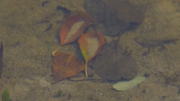 Листя на дні озера — стокове відео