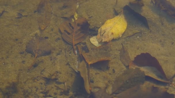 Folhas no fundo do lago — Vídeo de Stock