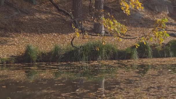 Feuilles à la surface du lac — Video