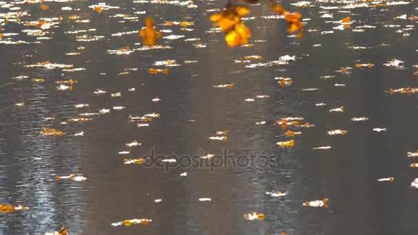 Bladeren op het oppervlak van het meer — Stockvideo
