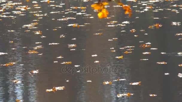 Feuilles à la surface du lac — Video