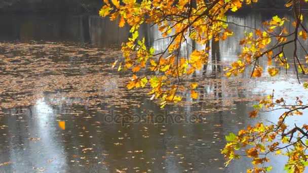 Листья на поверхности озера — стоковое видео