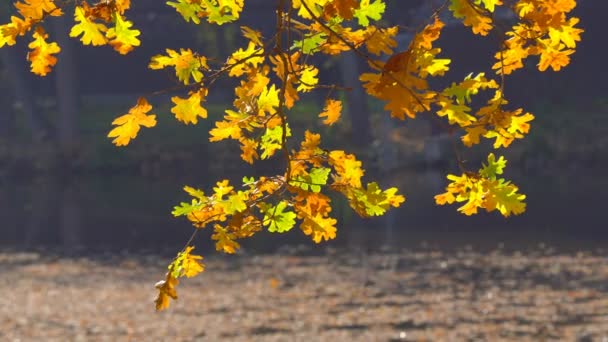 Feuilles à la surface du lac — Video