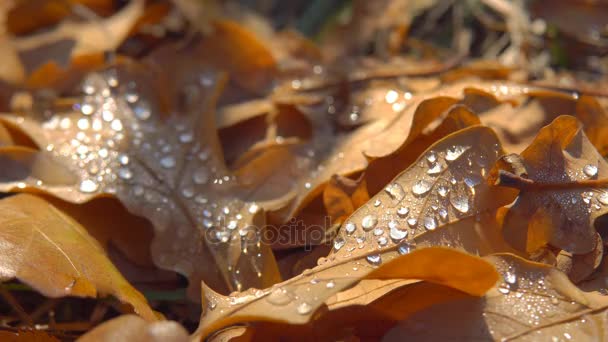 带水滴的黄叶 — 图库视频影像