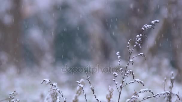 Ισχυρή Χιόνι Σχετικά Γκαζόν Και Δέντρα Βαριές Χιονοπτώσεις Στην Πόλη — Αρχείο Βίντεο