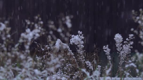 Forte Neige Sur Herbe Les Arbres Une Forte Chute Neige — Video