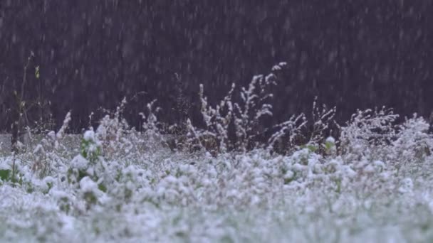 Ισχυρή Χιόνι Σχετικά Γκαζόν Και Δέντρα Βαριές Χιονοπτώσεις Στην Πόλη — Αρχείο Βίντεο