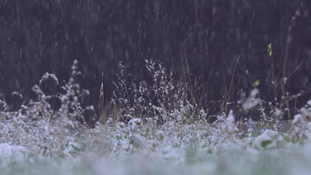 Sterke Sneeuw Het Gras Bomen Zware Sneeuwval Stad Dat Valt — Stockvideo