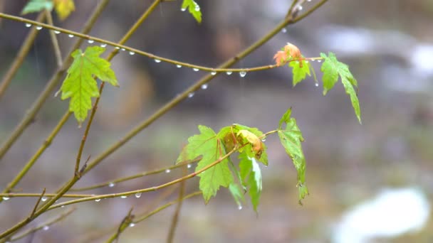 Groene Bladeren Sneeuw Winterlandschap Vroege Winter Natte Sneeuw Vallen Regen — Stockvideo