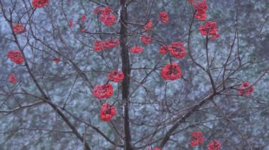 Üvez meyveleri kışın yoğun kar yağışı ağaca dağ kül kar kırmızı meyveler ile uykuya dalar
