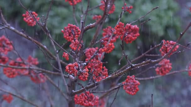 Роуэн Ягоды Зимой Сильный Снегопад Засыпает Красными Ягодами Горного Пепла — стоковое видео